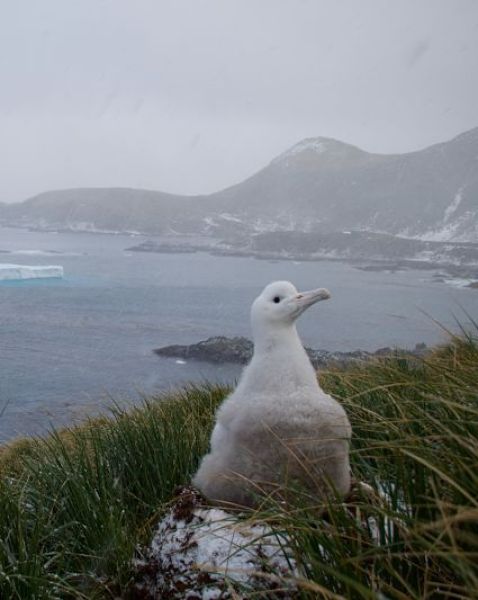 Grey Albatross chick - South Georgia