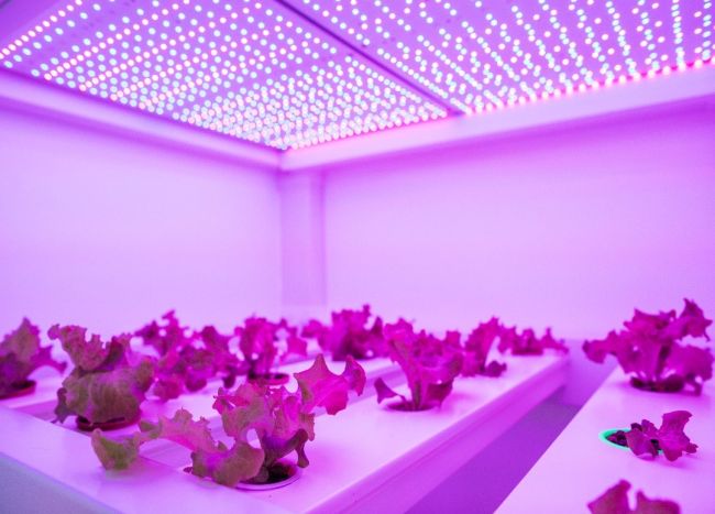 Use of LEDs to Stimulate Pharmaceutical Production of Plants - Professor Mick Fuller - TDMS January Meeting